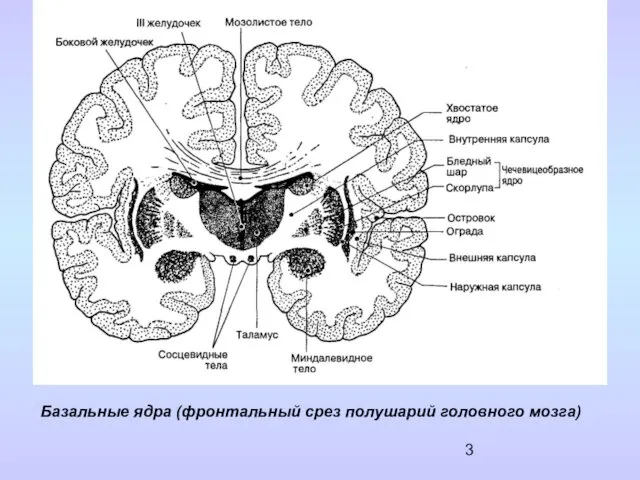 Базальные ядра (фронтальный срез полушарий головного мозга) Баз ядр фронт срез