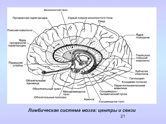 Лимбическая система мозга: центры и связи