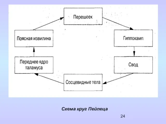 Схема круг Пейпеца