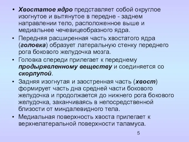 Хвостатое ядро представляет собой округлое изогнутое и вытянутое в передне -