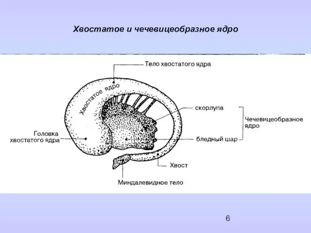 Хвостатое и чечевицеобразное ядро Схема хвостатое и чечевицеобразное ядро