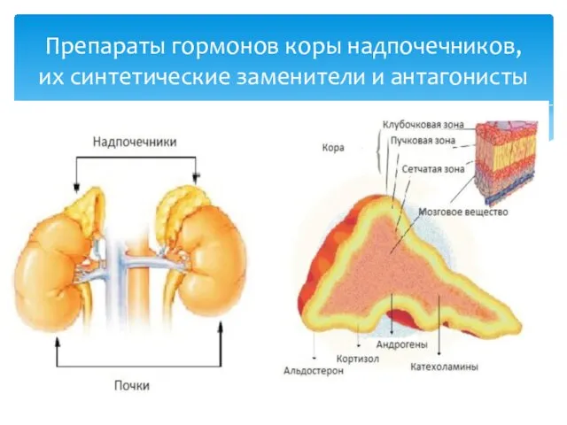 Препараты гормонов коры надпочечников, их синтетические заменители и антагонисты