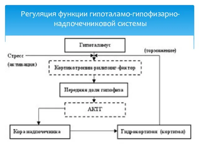 Регуляция функции гипоталамо-гипофизарно-надпочечниковой системы