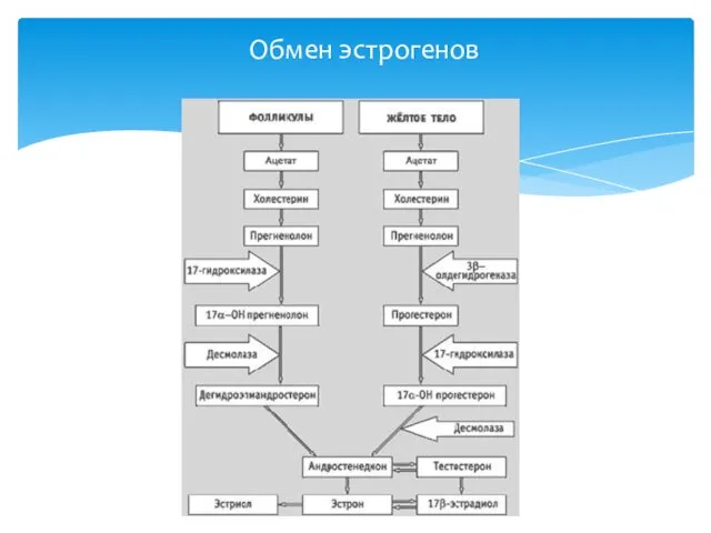 Обмен эстрогенов