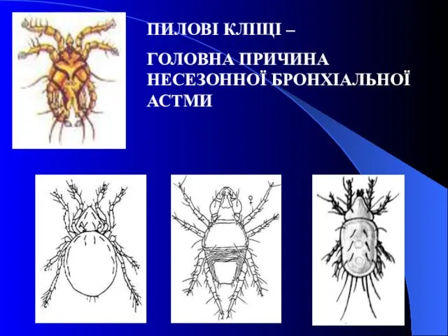 ПИЛОВІ КЛІЩІ – ГОЛОВНА ПРИЧИНА НЕСЕЗОННОЇ БРОНХІАЛЬНОЇ АСТМИ