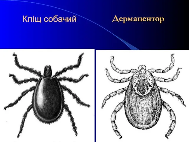 Кліщ собачий Дермацентор