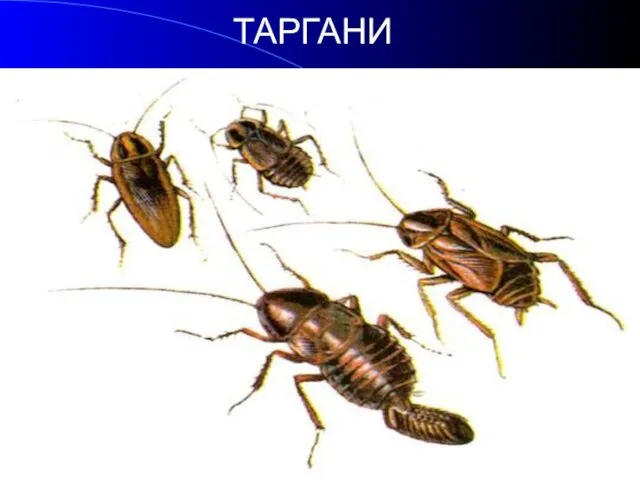 ТАРГАНИ