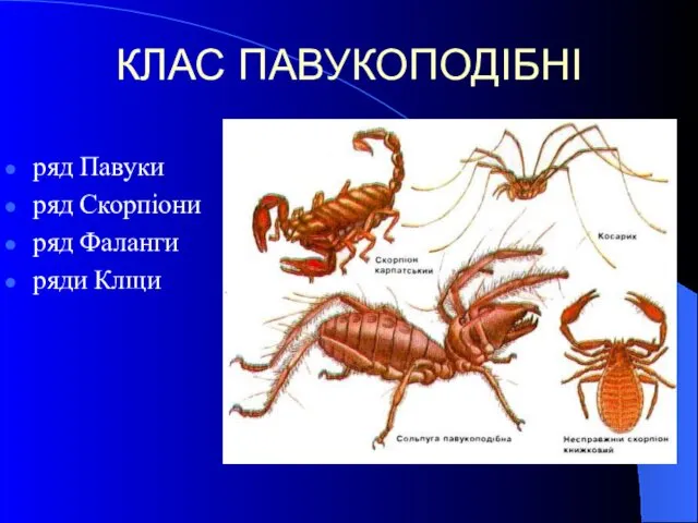 КЛАС ПАВУКОПОДІБНІ ряд Павуки ряд Скорпіони ряд Фаланги ряди Клщи