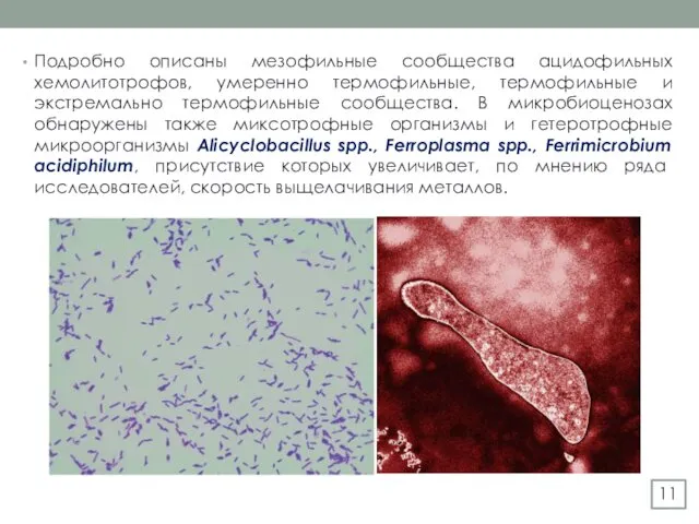 Подробно описаны мезофильные сообщества ацидофильных хемолитотрофов, умеренно термофильные, термофильные и экстремально