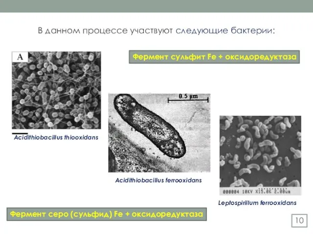 В данном процессе участвуют следующие бактерии: Acidithiobacillus thiooxidans Acidithiobacillus ferrooxidans Leptospirillum