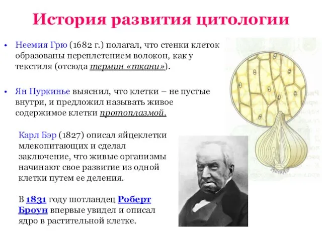 История развития цитологии Неемия Грю (1682 г.) полагал, что стенки клеток