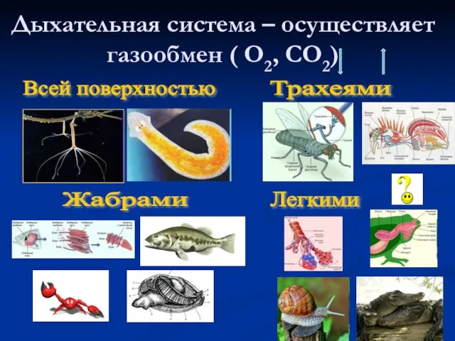 Дыхательная система – осуществляет газообмен ( О2, СО2) Всей поверхностью