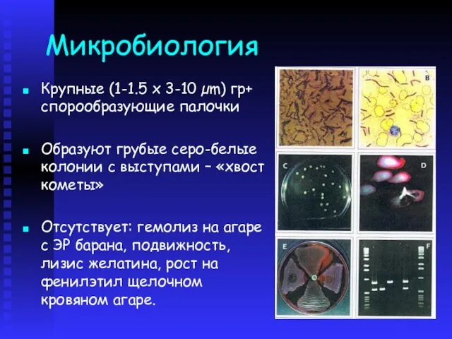 Микробиология Крупные (1-1.5 x 3-10 µm) гр+ спорообразующие палочки Образуют грубые