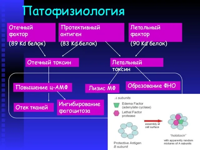 Патофизиология