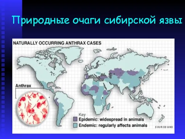 Природные очаги сибирской язвы