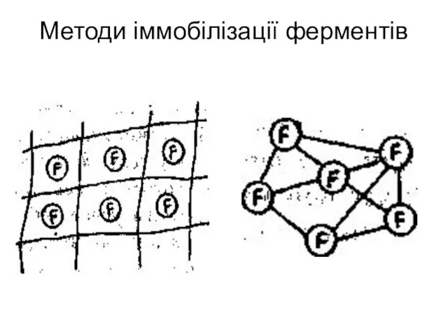 Методи іммобілізації ферментів