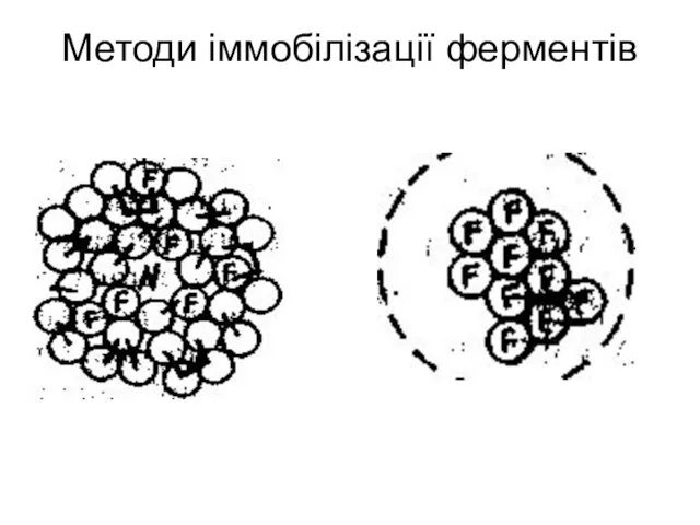 Методи іммобілізації ферментів