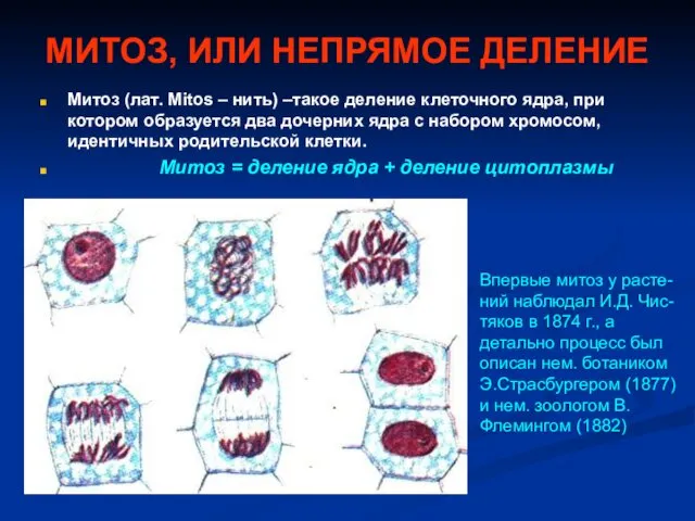 МИТОЗ, ИЛИ НЕПРЯМОЕ ДЕЛЕНИЕ Митоз (лат. Mitos – нить) –такое деление