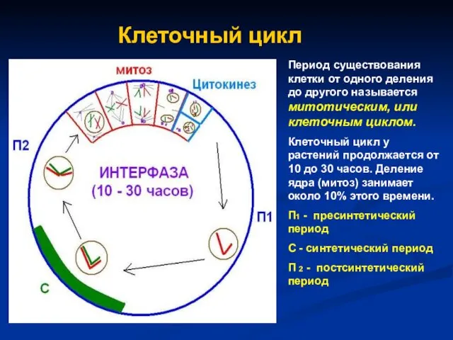 Клеточный цикл Период существования клетки от одного деления до другого называется