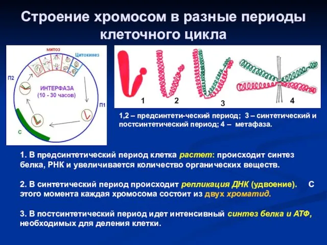 Строение хромосом в разные периоды клеточного цикла 1 2 3 4