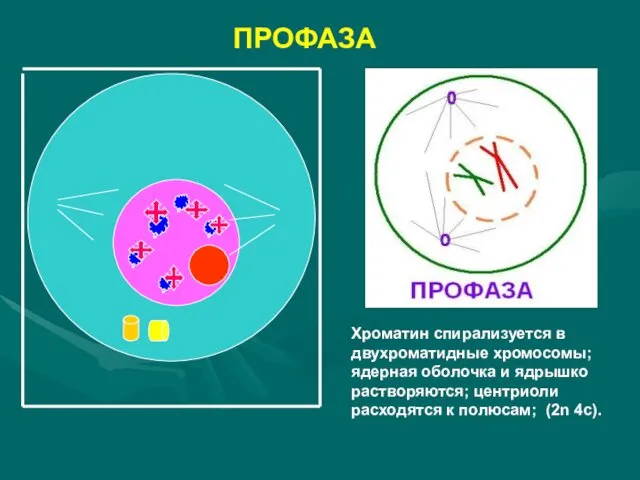 ПРОФАЗА Хроматин спирализуется в двухроматидные хромосомы; ядерная оболочка и ядрышко растворяются;