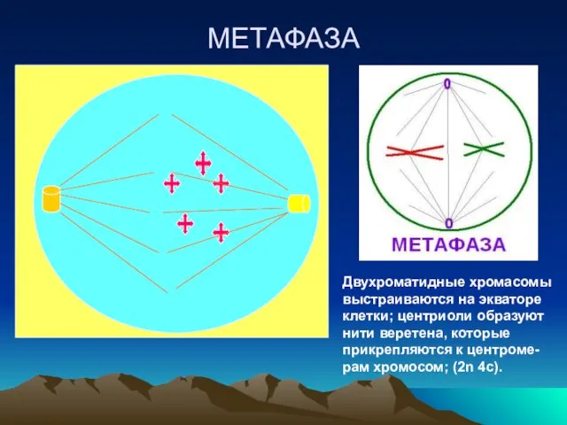 МЕТАФАЗА Двухроматидные хромасомы выстраиваются на экваторе клетки; центриоли образуют нити веретена,