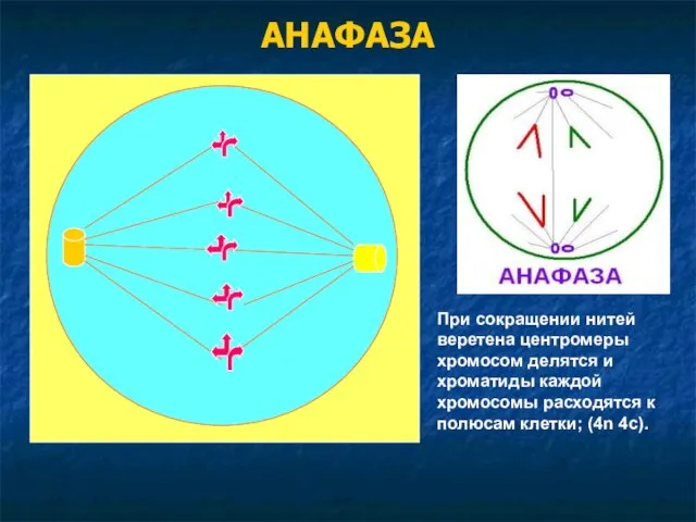 АНАФАЗА При сокращении нитей веретена центромеры хромосом делятся и хроматиды каждой