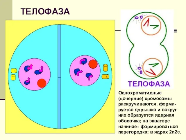 ТЕЛОФАЗА Однохроматидные (дочерние) хромосомы раскручиваются, форми-руется ядрышко и вокруг них образуется