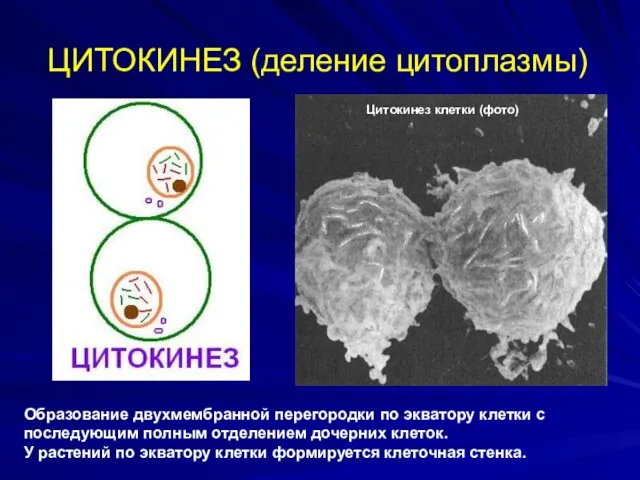 ЦИТОКИНЕЗ (деление цитоплазмы) Образование двухмембранной перегородки по экватору клетки с последующим