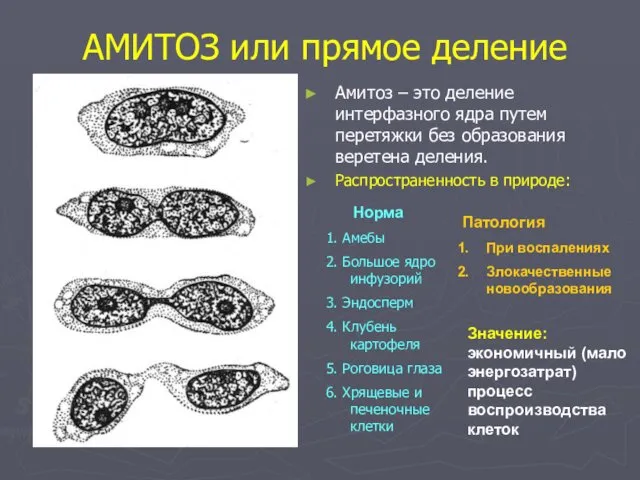 АМИТОЗ или прямое деление Амитоз – это деление интерфазного ядра путем