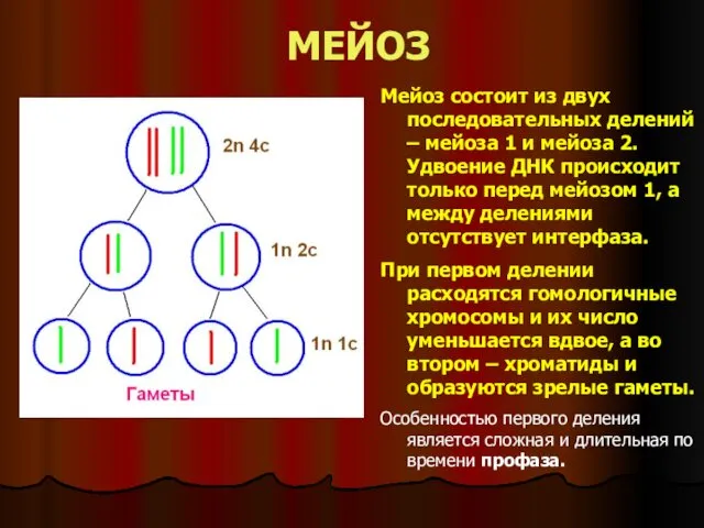 МЕЙОЗ Мейоз состоит из двух последовательных делений – мейоза 1 и