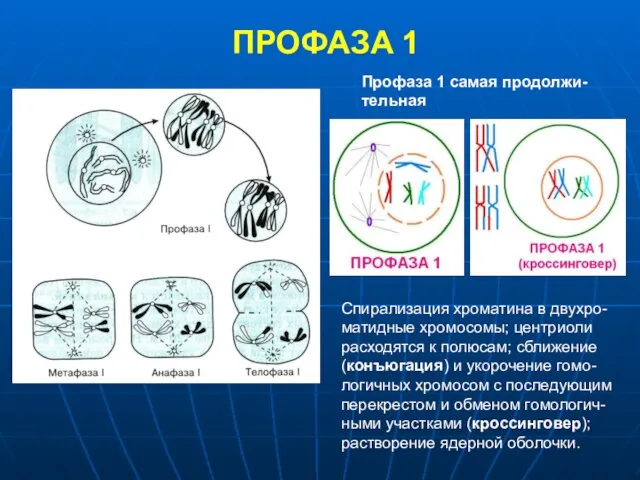 ПРОФАЗА 1 Профаза 1 самая продолжи-тельная Спирализация хроматина в двухро-матидные хромосомы;