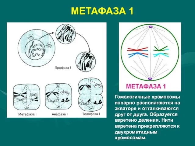 МЕТАФАЗА 1 Гомологичные хромосомы попарно располагаются на экваторе и отталкиваются друг