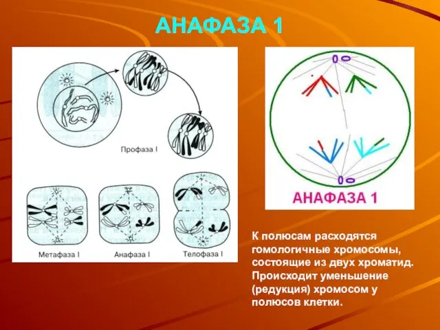 АНАФАЗА 1 К полюсам расходятся гомологичные хромосомы, состоящие из двух хроматид.