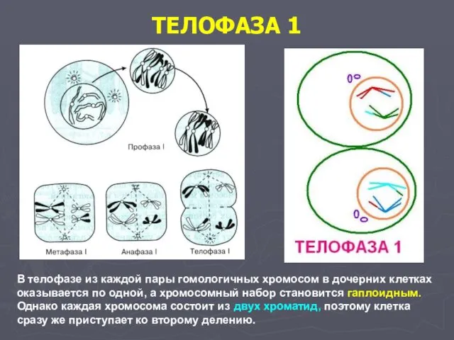 ТЕЛОФАЗА 1 В телофазе из каждой пары гомологичных хромосом в дочерних