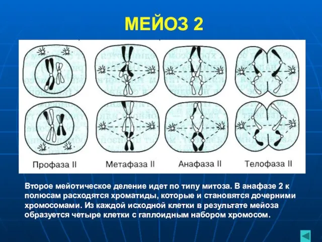 МЕЙОЗ 2 Второе мейотическое деление идет по типу митоза. В анафазе