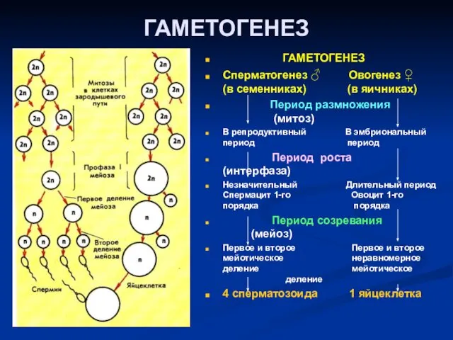 ГАМЕТОГЕНЕЗ ГАМЕТОГЕНЕЗ Сперматогенез ♂ Овогенез ♀ (в семенниках) (в яичниках) Период