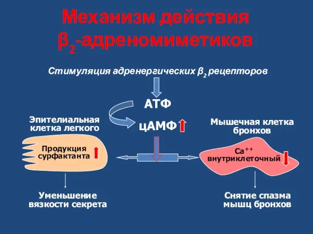 Механизм действия β2-адреномиметиков Стимуляция адренергических β2 рецепторов АТФ цАМФ Эпителиальная клетка