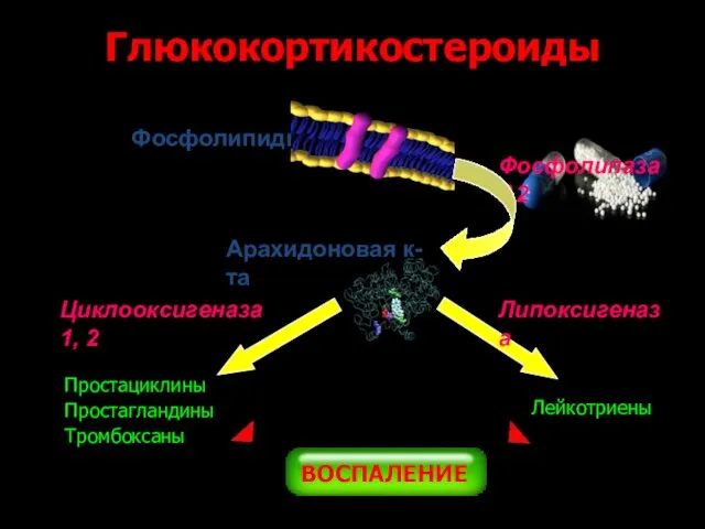 Фосфолипиды Фосфолипаза А2 Арахидоновая к-та Циклооксигеназа 1, 2 Простациклины Простагландины Тромбоксаны Липоксигеназа Лейкотриены Глюкокортикостероиды ВОСПАЛЕНИЕ