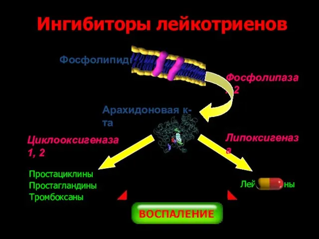 Фосфолипиды Фосфолипаза А2 Арахидоновая к-та Циклооксигеназа 1, 2 Простациклины Простагландины Тромбоксаны Липоксигеназа Лейкотриены Ингибиторы лейкотриенов ВОСПАЛЕНИЕ