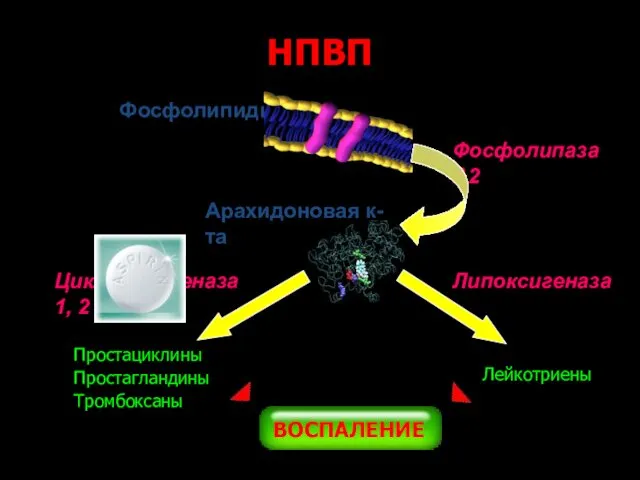 Фосфолипиды Фосфолипаза А2 Арахидоновая к-та Циклооксигеназа 1, 2 Липоксигеназа Лейкотриены НПВП ВОСПАЛЕНИЕ Простациклины Простагландины Тромбоксаны