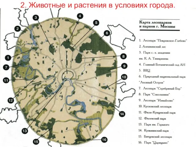 2. Животные и растения в условиях города.