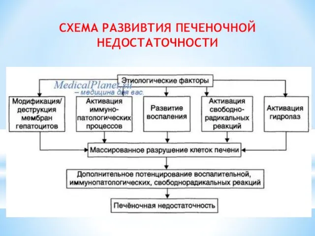 СХЕМА РАЗВИВТИЯ ПЕЧЕНОЧНОЙ НЕДОСТАТОЧНОСТИ