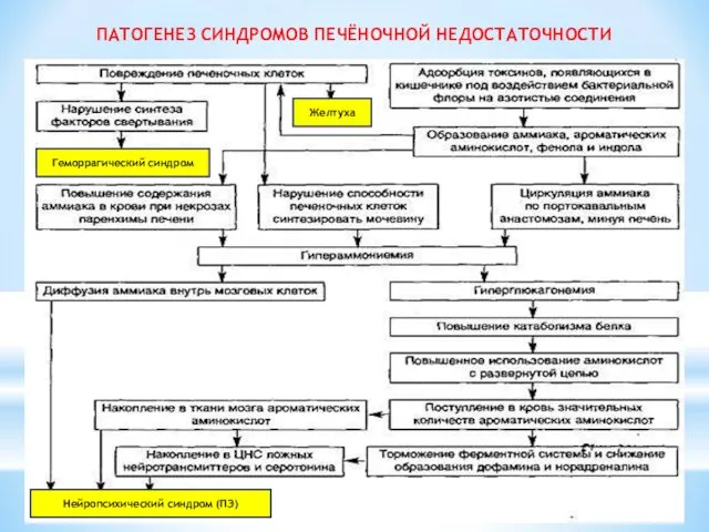 ПАТОГЕНЕЗ СИНДРОМОВ ПЕЧЁНОЧНОЙ НЕДОСТАТОЧНОСТИ Желтуха Геморрагический синдром Нейропсихический синдром (ПЭ)