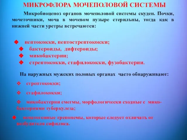 Микробиоценоз органов мочеполовой системы скуден. Почки, мочеточники, моча в мочевом пузыре