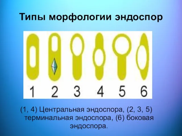 Типы морфологии эндоспор (1, 4) Центральная эндоспора, (2, 3, 5) терминальная эндоспора, (6) боковая эндоспора.