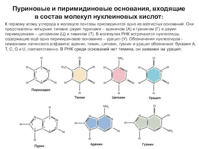 Пуриновые и пиримидиновые основания, входящие в состав молекул нуклеиновых кислот: К