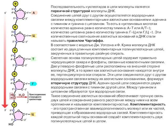 Последовательность нуклеотидов в цепи молекулы является первичной структурой молекулы ДНК. Соединение