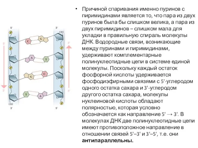 Причиной спаривания именно пуринов с пиримидинами является то, что пара из