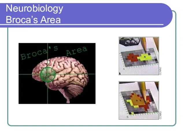 Neurobiology Broca’s Area